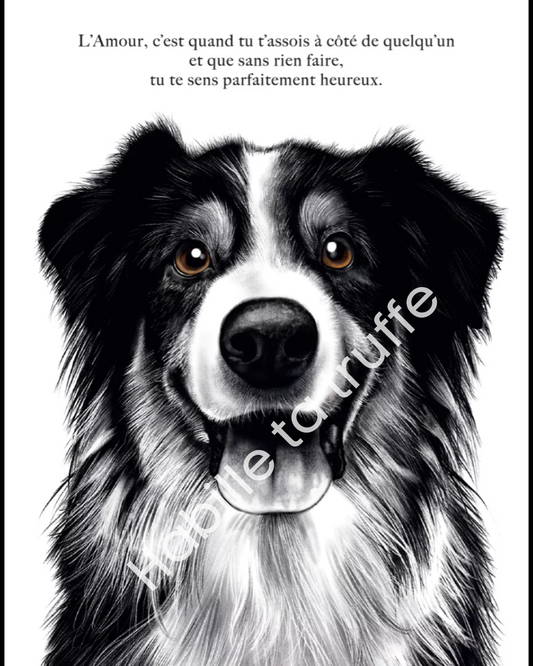 Le Chien Border Collie – L’Amour