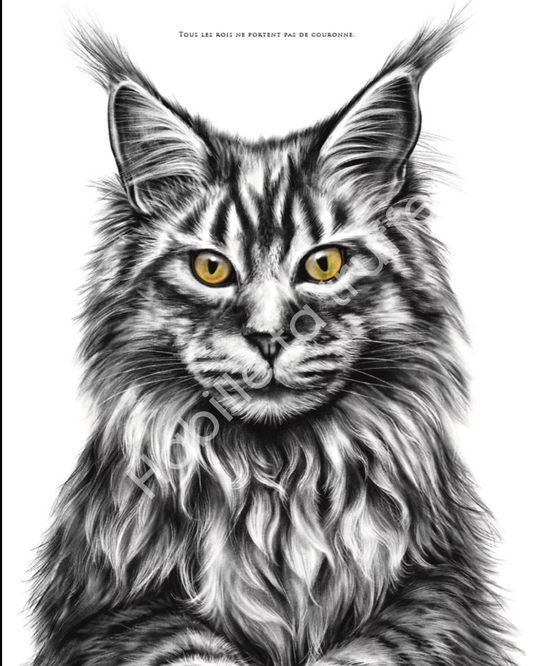 Maine Coon – Le Roi