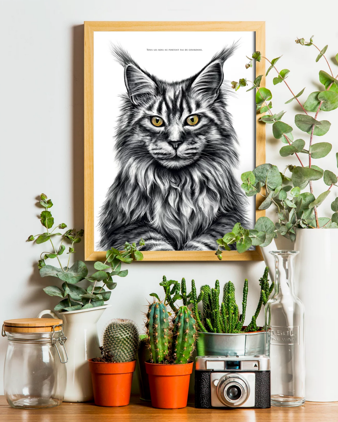 Maine Coon – Le Roi