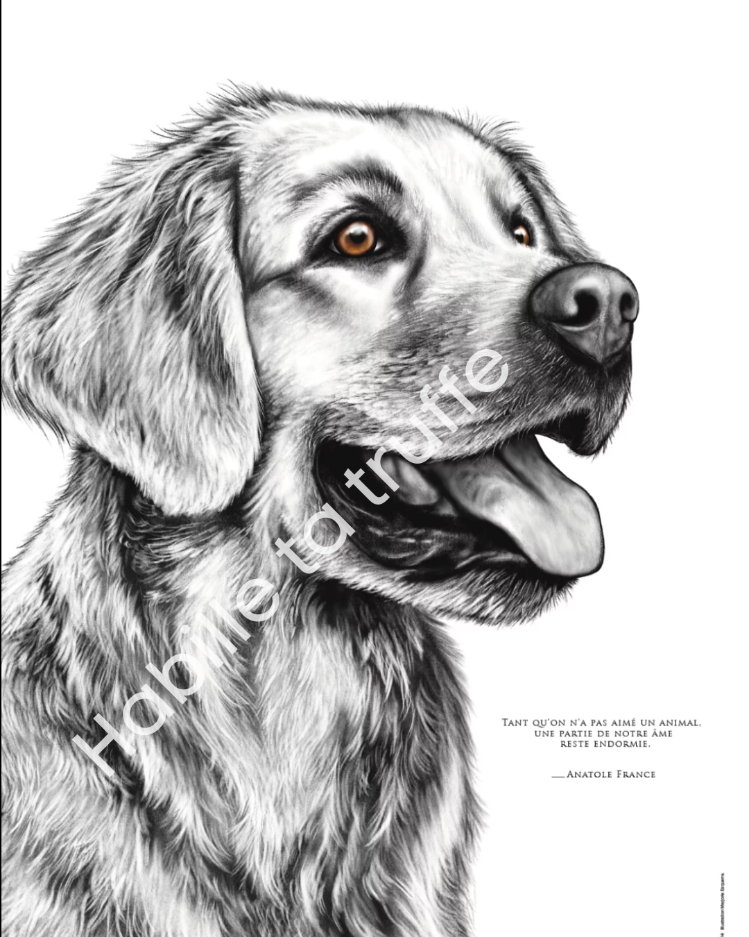 Golden Retriever – L'Amour