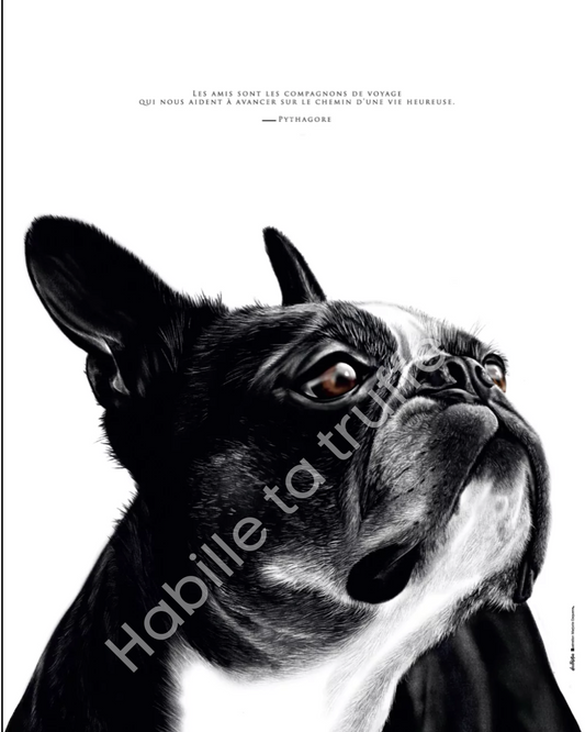 Boston Terrier – L'Amitié