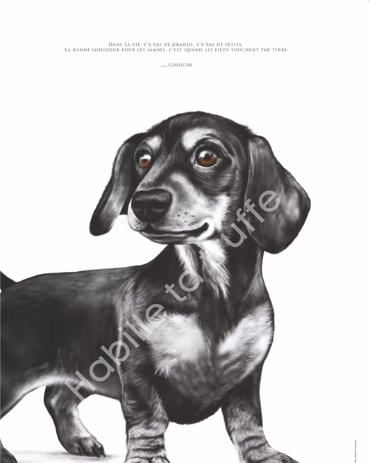 Le Teckel – La bonne taille