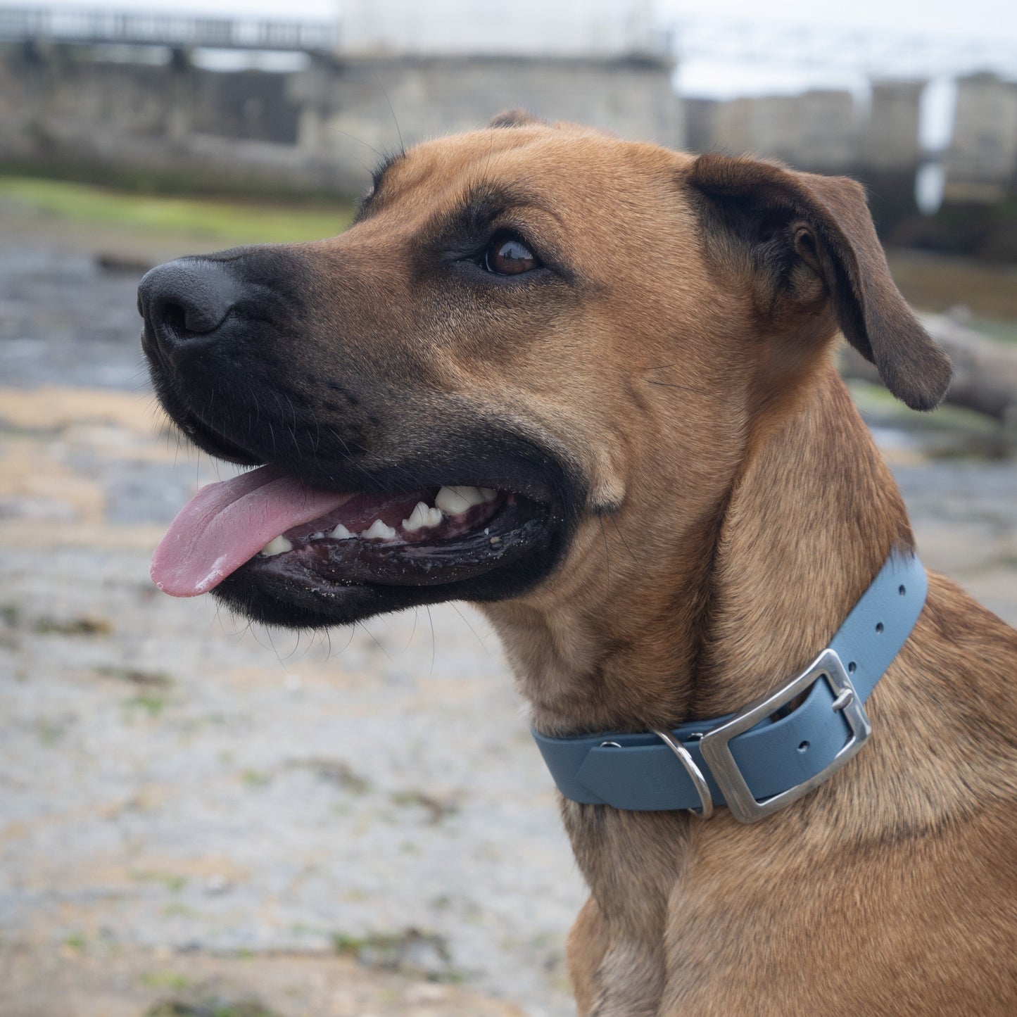 Collier simple Biothane® personnalisable pour chien