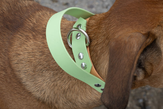 Collier Biothane®️ avec poignée intégrée personnalisable pour chien