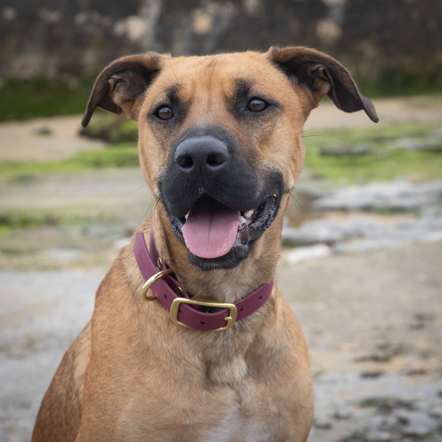 Collier simple Biothane® personnalisable pour chien