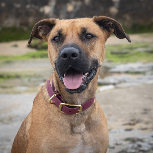 Collier simple Biothane® personnalisable pour chien