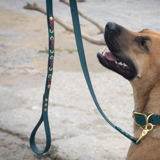 Laisse Biothane®️ vert foncé avec rappel tissu