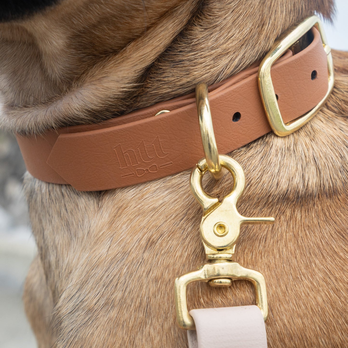 Collier simple Biothane® personnalisable pour chien
