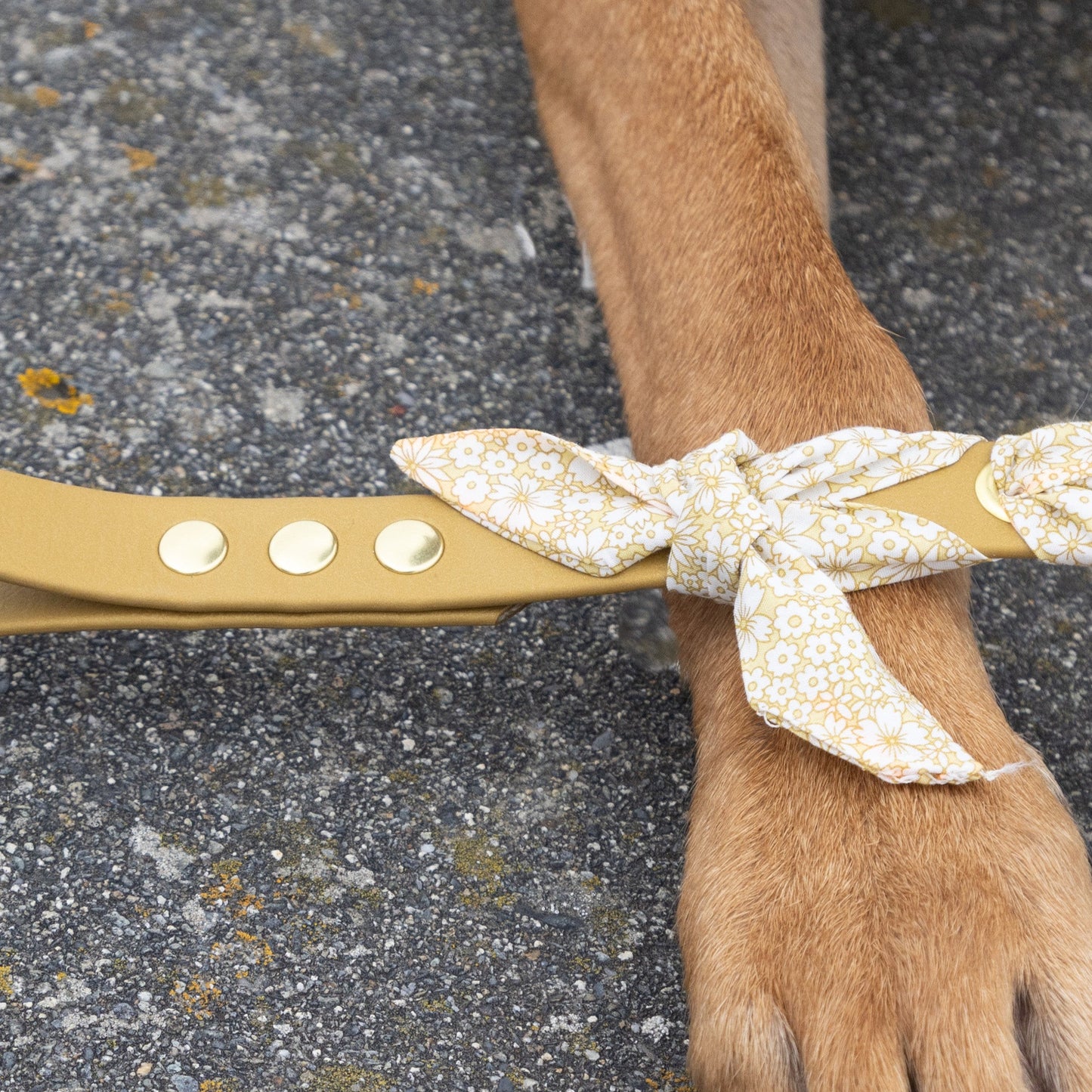 Laisse tressée Biothane®️ & tissu Liberty® pour chien or