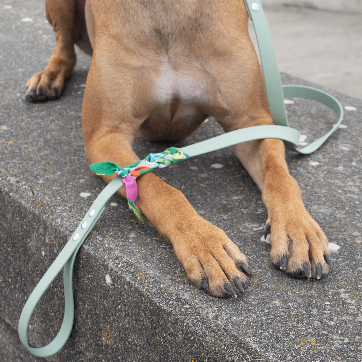 Laisse tressée Biothane®️ & tissu Liberty® pour chien vert sauge