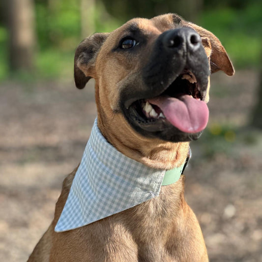 malinois portant collier biothane bandana vichy vert sauge