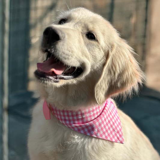 golden retriever avec bandana vichy rose
