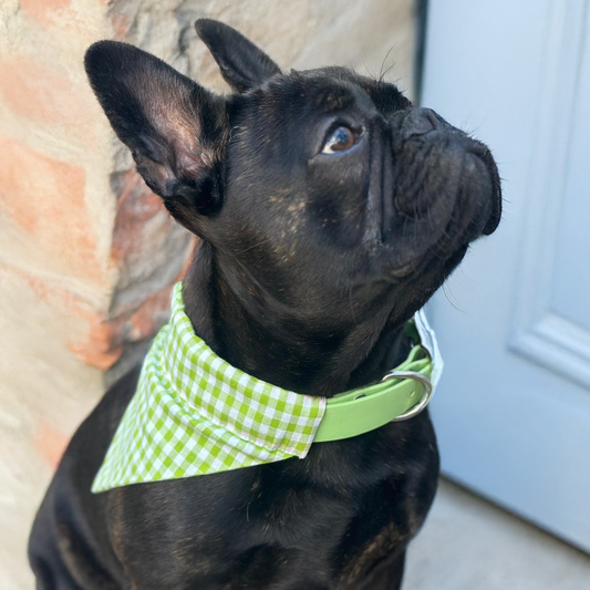 bouledogue français avec collier biothane bandana vichy vert pastel
