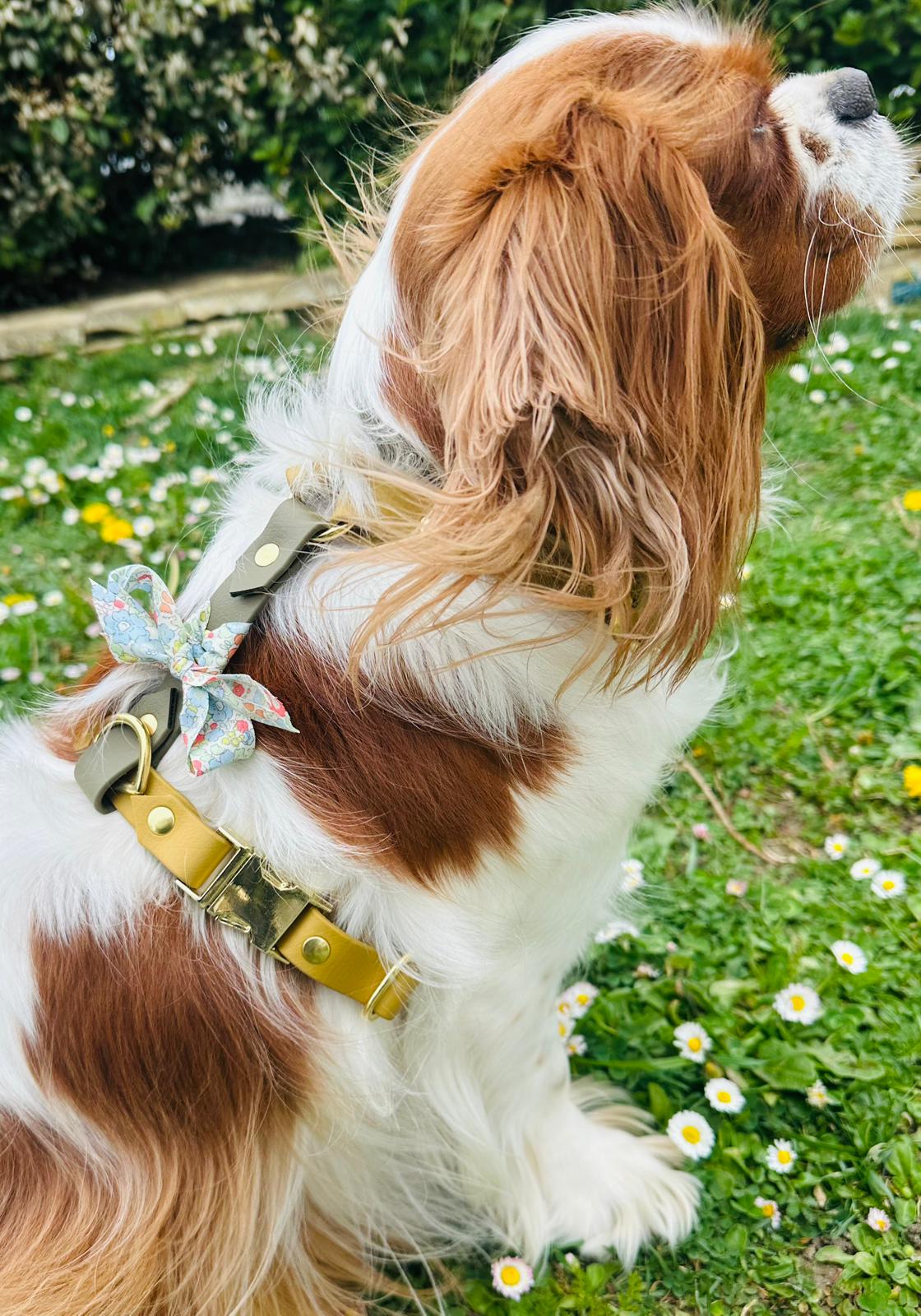 Cavalier king charles avec harnais biothane en Y