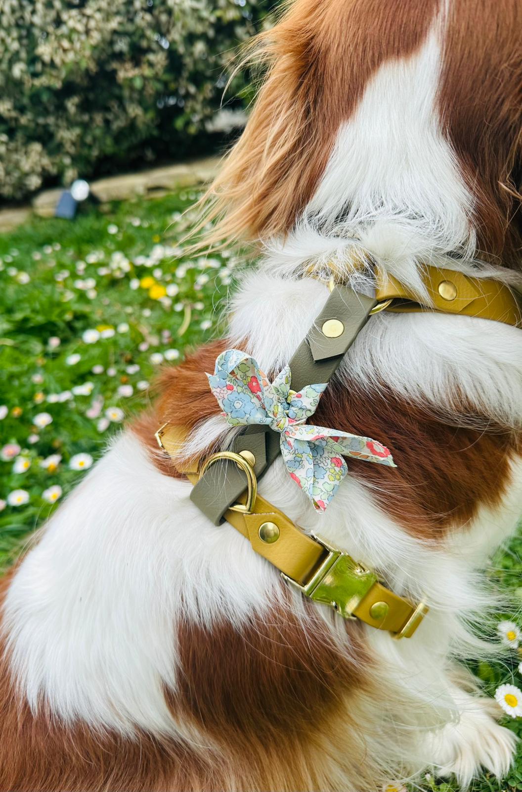 Cavalier king charles avec harnais biothane en Y