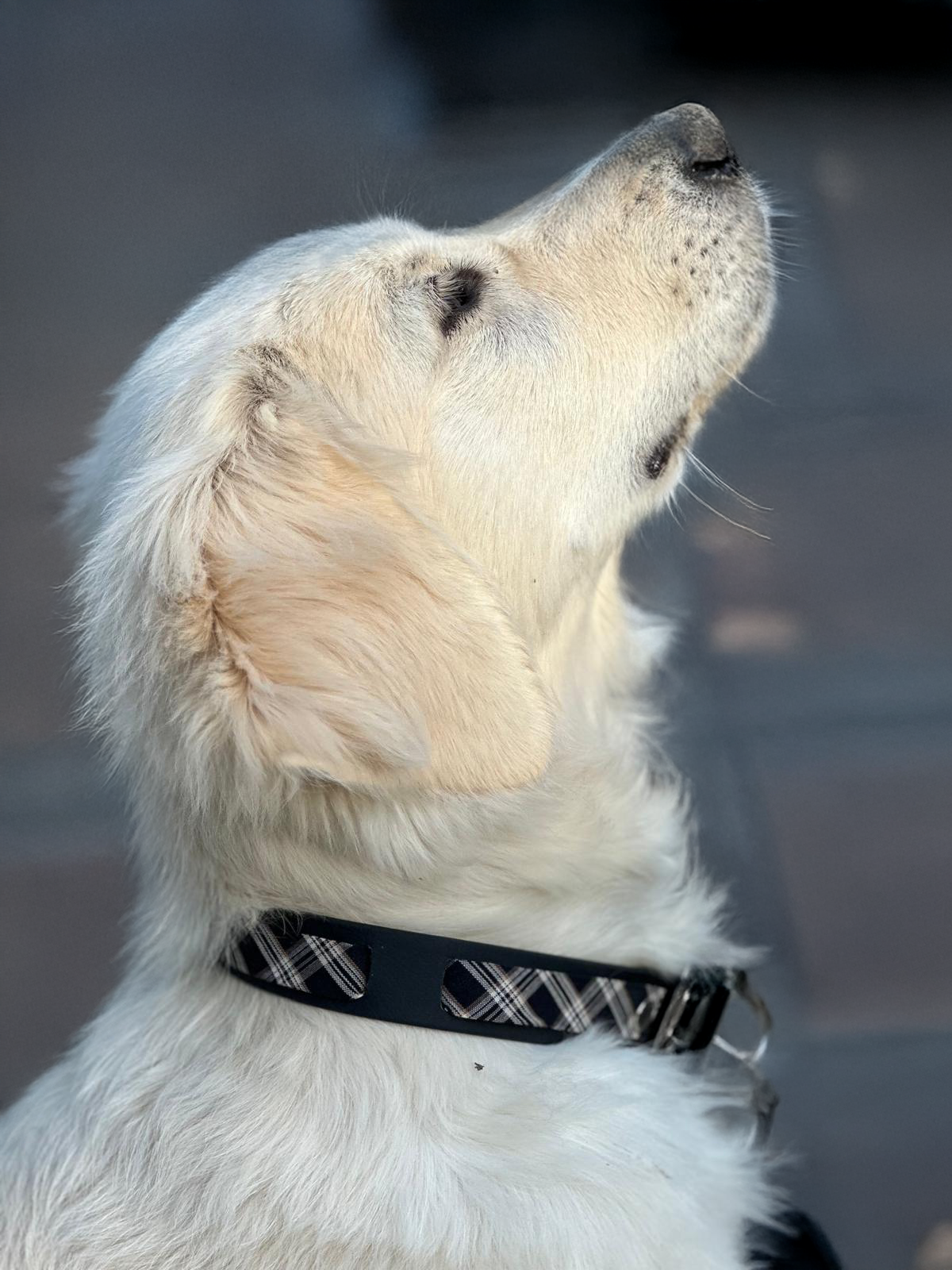 Collier en Biothane®️ noir & tissu interchangeable