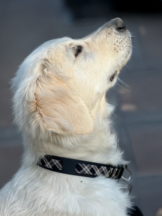 Collier en Biothane®️ noir & tissu interchangeable