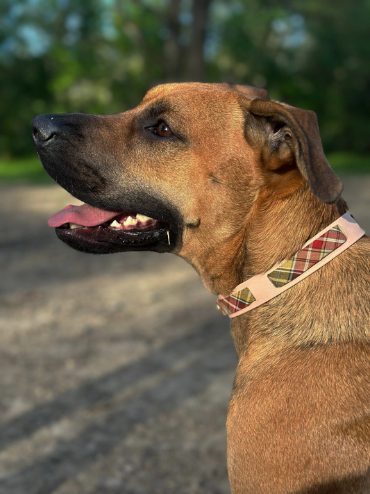 Collier en Biothane®️ poudre soleil & tissu interchangeable