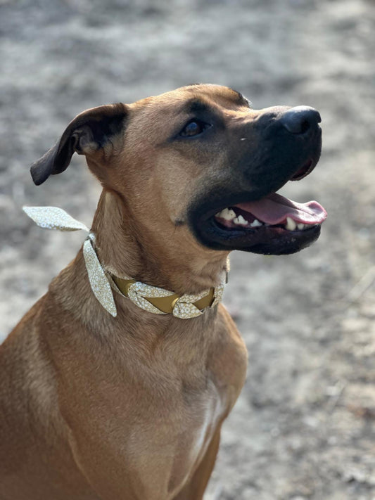 Malinois avec collier biothane avec liberty