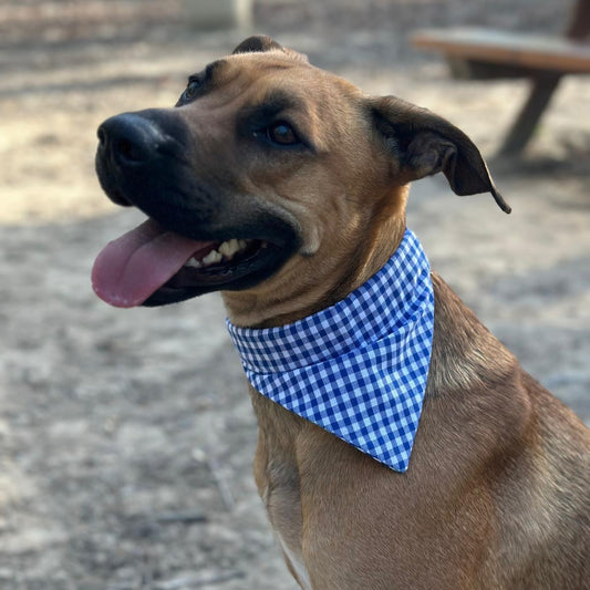 Malinois portant collier biothane bandana vichy bleu foncé