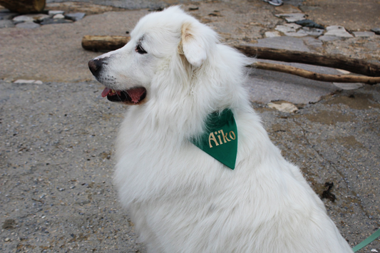 Collier Biothane®️ pour chien avec bandana personnalisable Vert