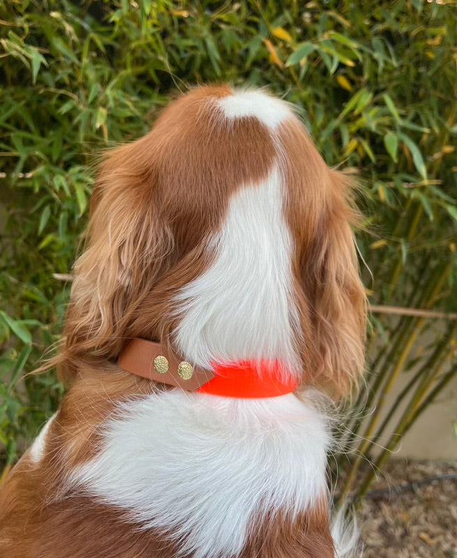 Cavalier king charles avec collier biothane bicolore orange et marron clair
