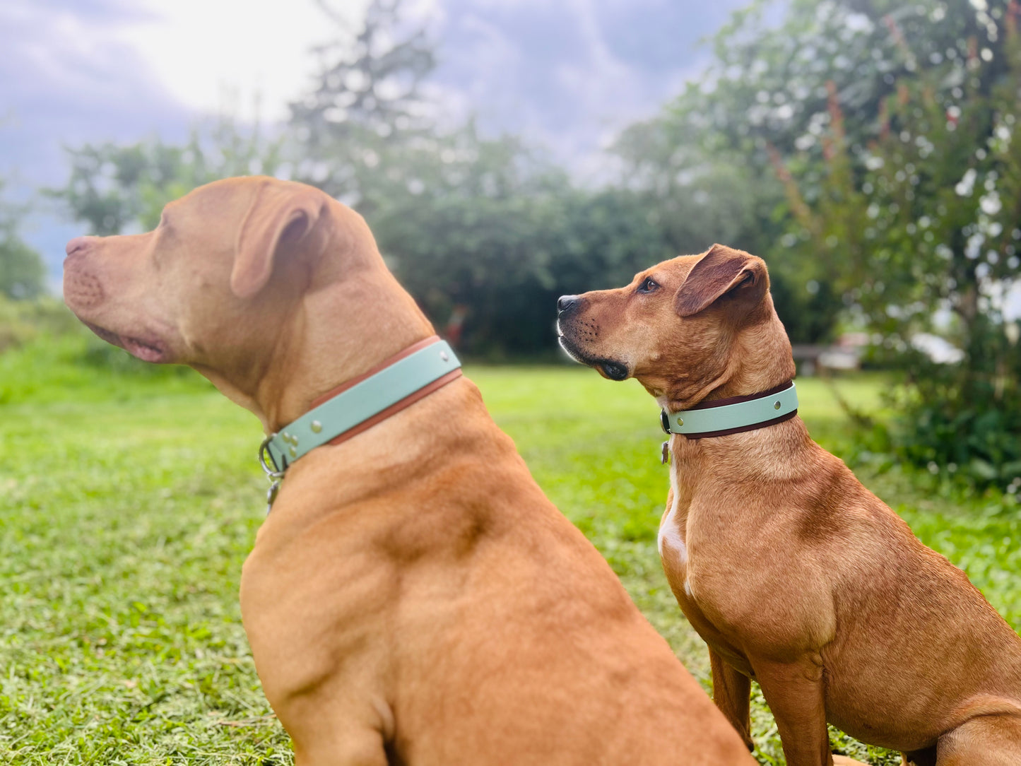 Chiens avec collier biothane bilargeur total vert sauge et marron clair