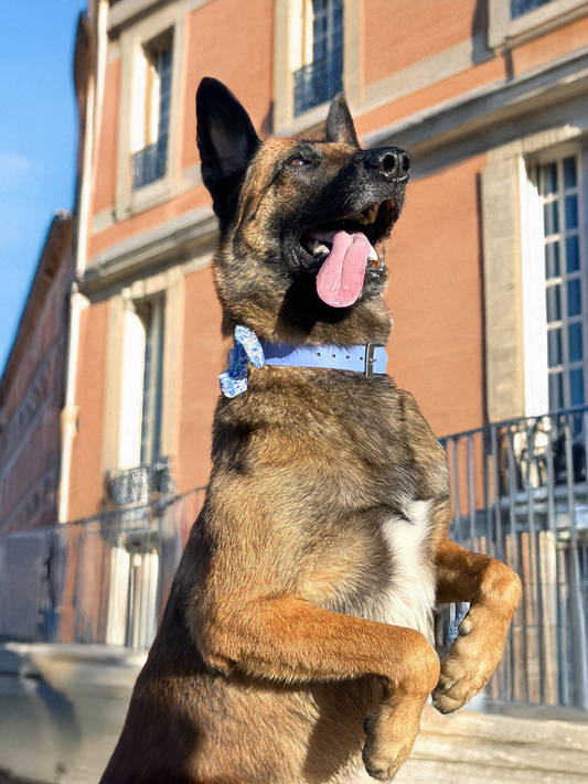 Collier tressé Biothane®️ & tissu Liberty® pour chien pervenche