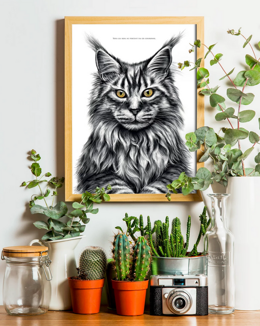 Maine Coon – Le Roi