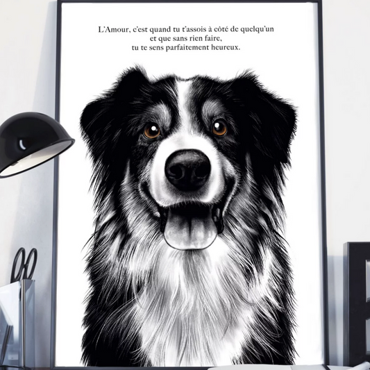 Le Chien Border Collie – L’Amour