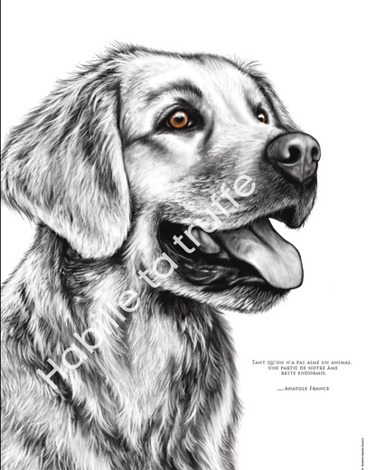 Golden Retriever – L'Amour