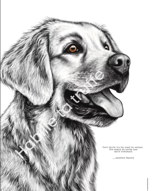 Golden Retriever – L'Amour