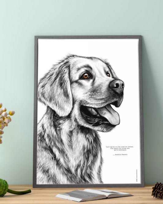 Golden Retriever – L'Amour