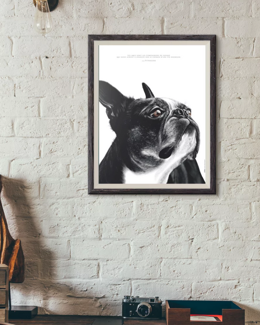 Boston Terrier – L'Amitié