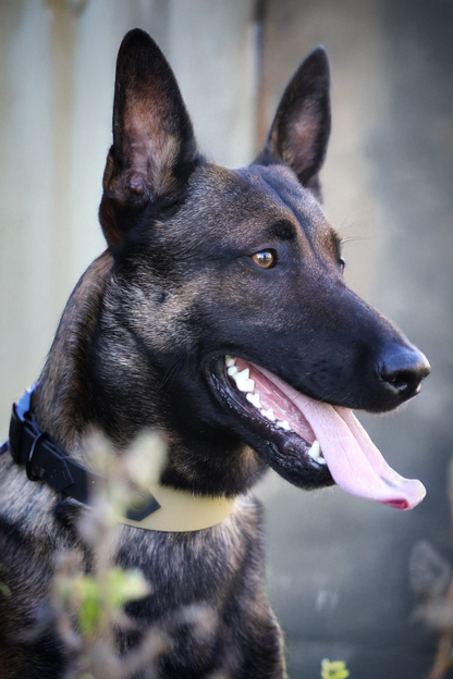 Collier Biothane Bi-Largeur taille 40/50cm